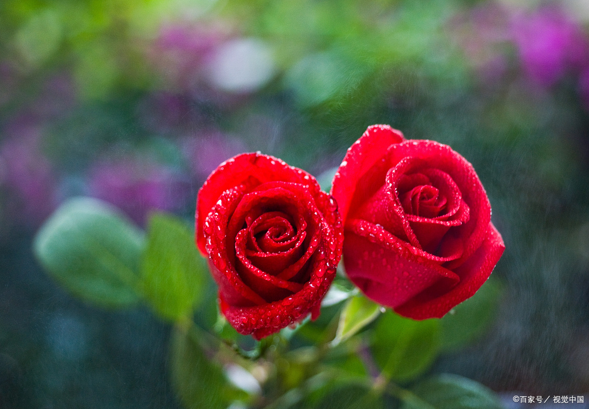 玫瑰花 养护困难 扦插总失败 掌握技巧 成活轻松 花开满盆 百科ta说