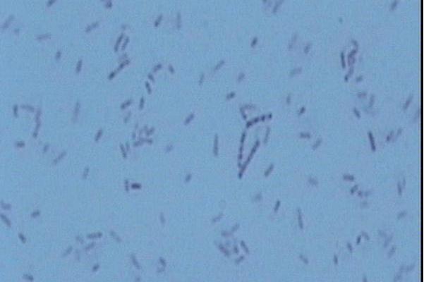 嗜热溶淀粉芽孢杆菌