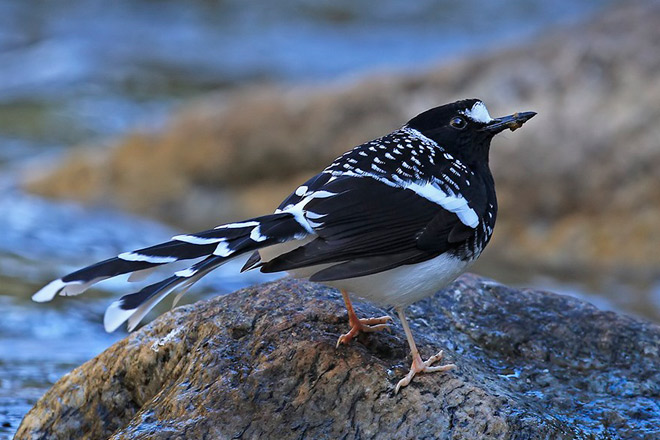  p>斑背燕尾(学名: i>enicurus maculatus /i>)是鹟科,燕尾属中型鸟类
