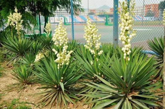 丝兰（天门冬科丝兰属植物）_百度百科