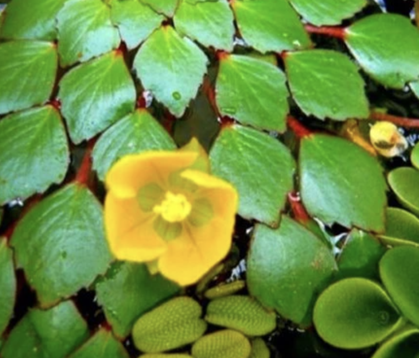  p data-id="go019edvcz">菱花是菱的花.