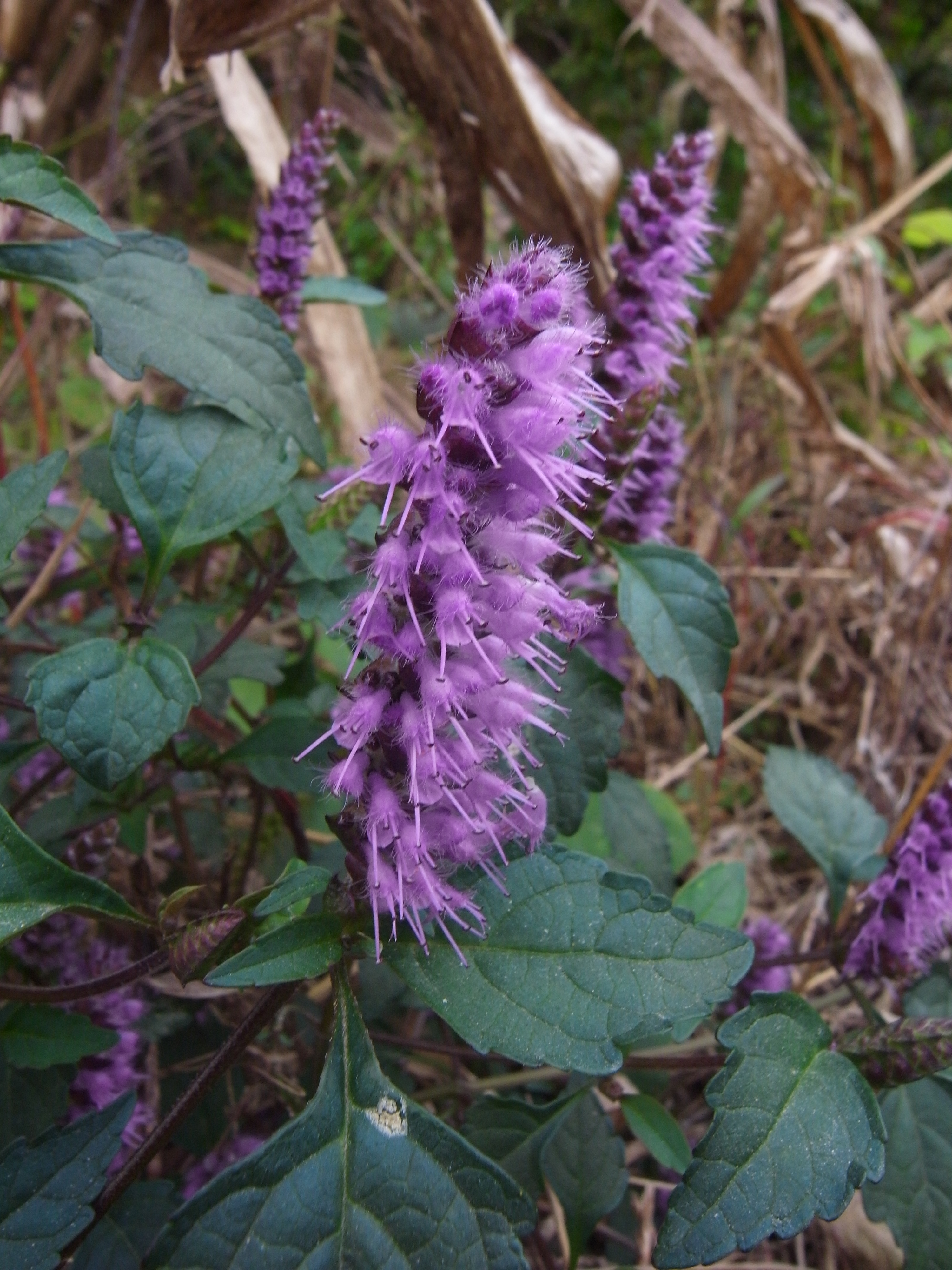 elsholtzia splendens