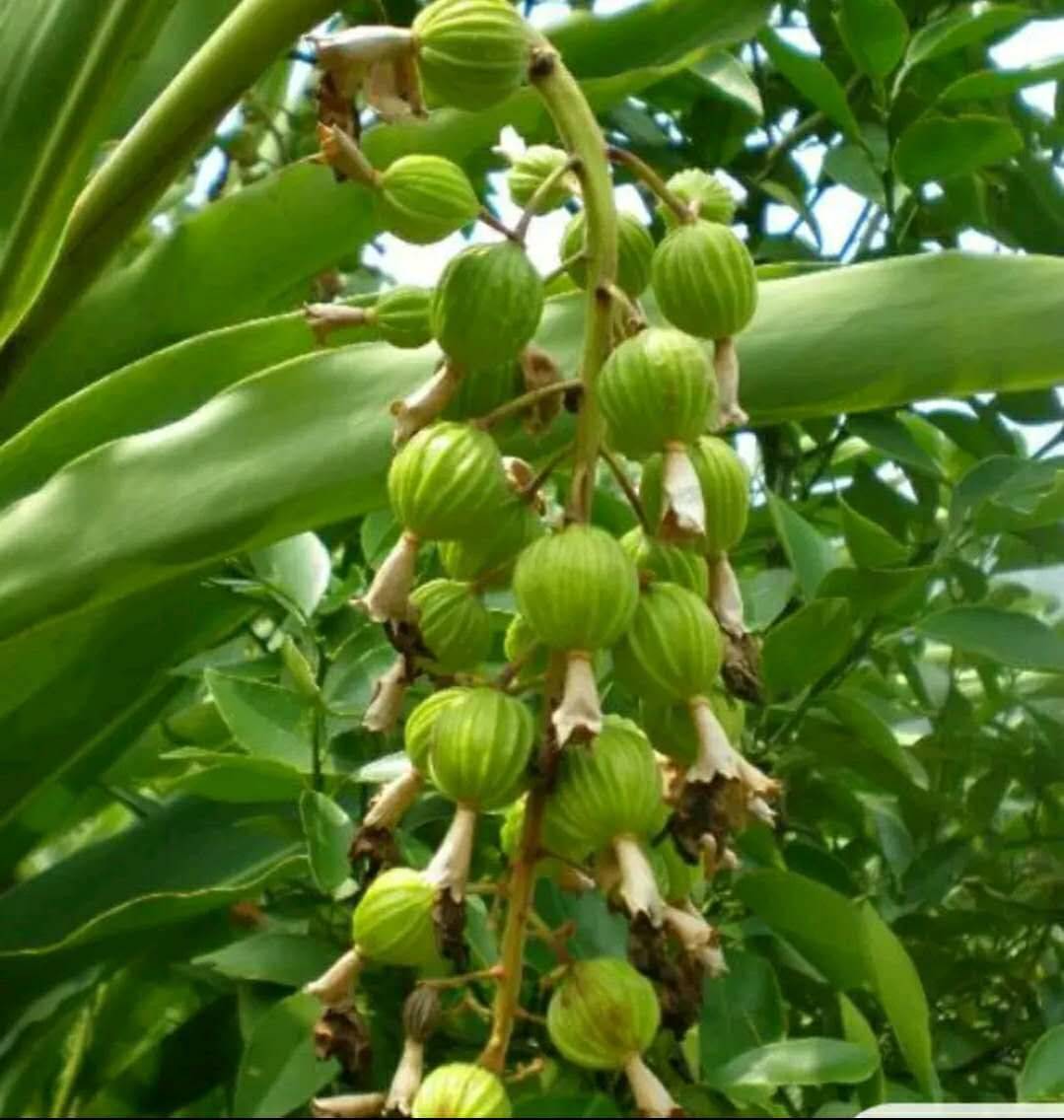 target="_blank" href="/item/阳春砂仁/4631927" data-lemmaid="4