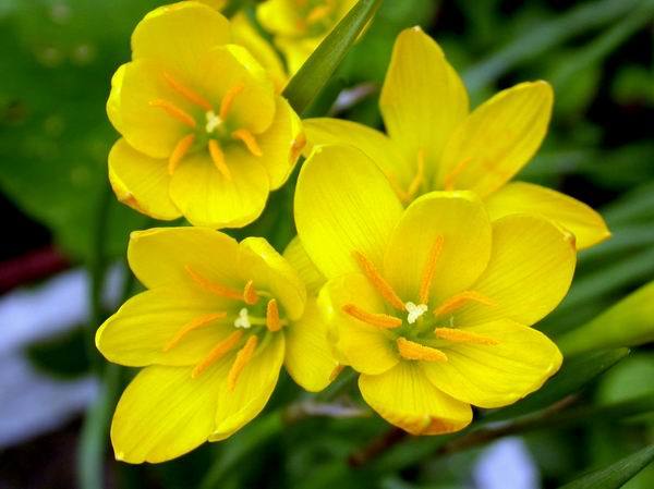  p>黄花葱莲(学名: i>zephyranthes citrina /i>)又称黄花葱兰, a