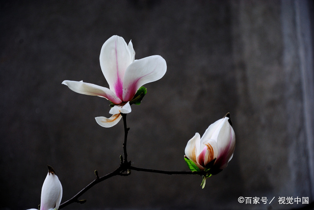 春暖雨润 玉兰花开 描写玉兰花辛夷花的绝美诗词 一起品读吧 百科ta说