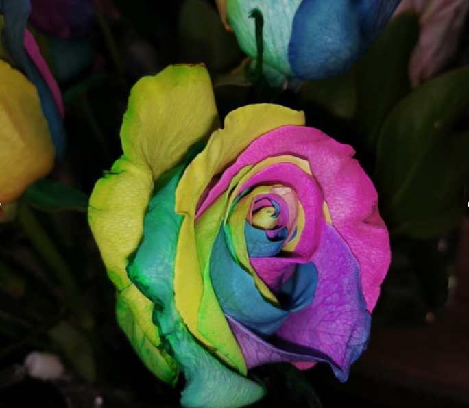 七色堇 幸福的七种颜色 百科ta说