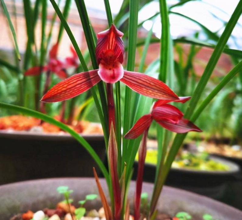 春兰“醉红素”，红杆红花，花香醇正，是兰友们梦寐以求的铭品_百科TA说