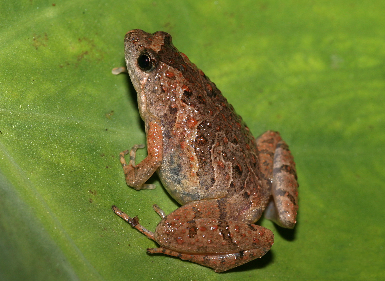  p>粗皮姬蛙(学名: i>microhyla butleri /i>)是姬蛙科,姬蛙属的 a