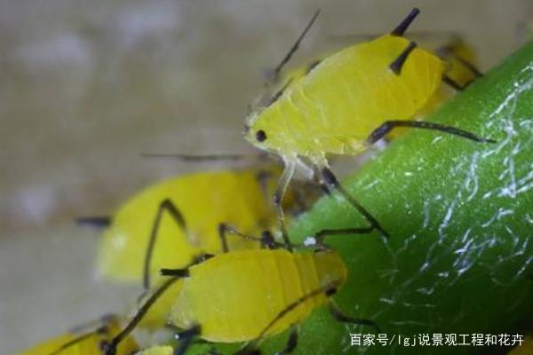 盆栽玫瑰花 就是病虫窝子 做好这些事 才能花多开得艳 百科ta说