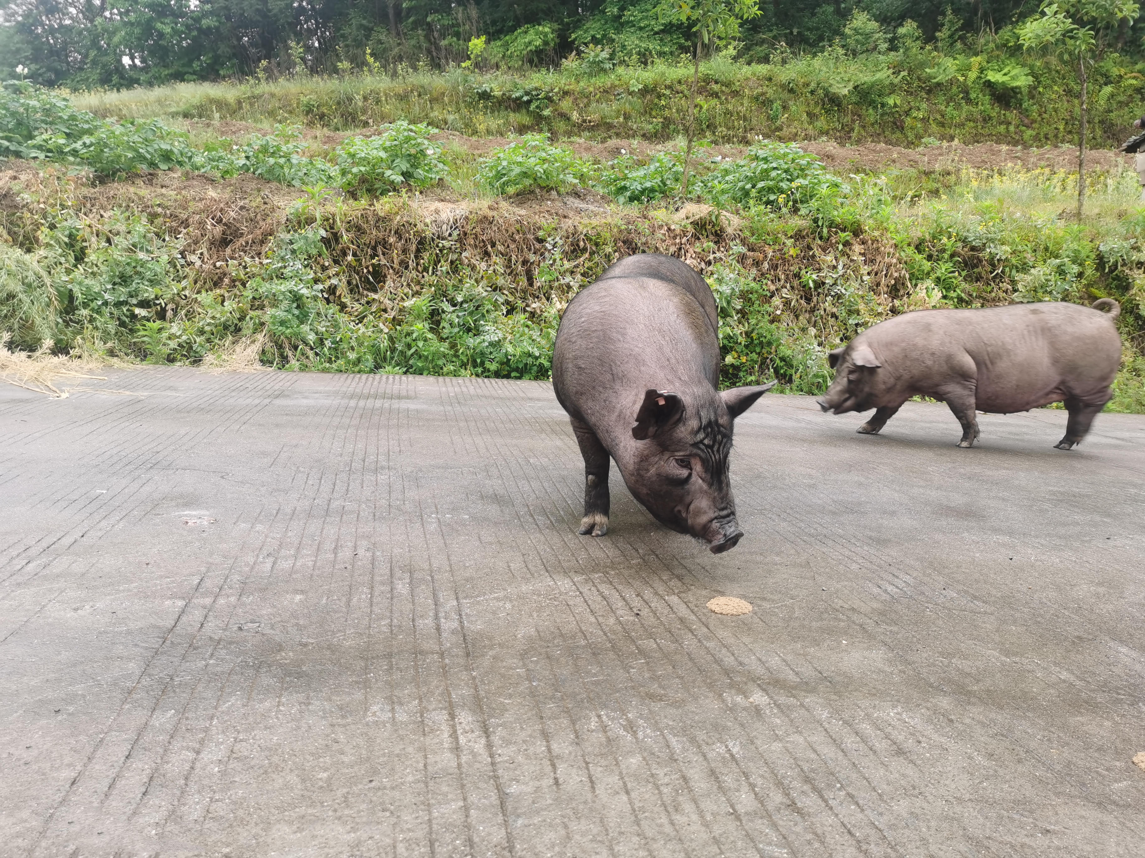 data-ctrid="t9wij6dvugqq">武陵黑猪是重庆市尚晨牧业有限公司 /spa