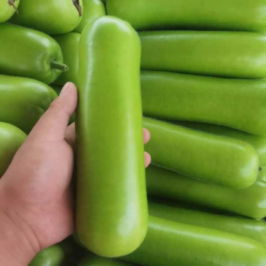夏秋要吃瓜 可选瓠子_百科TA说