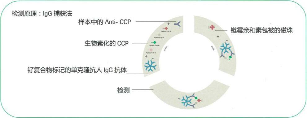 m1v5qd6">抗环瓜氨酸肽抗体是以合成的环化瓜氨酸多肽(ccp)为抗原的 a