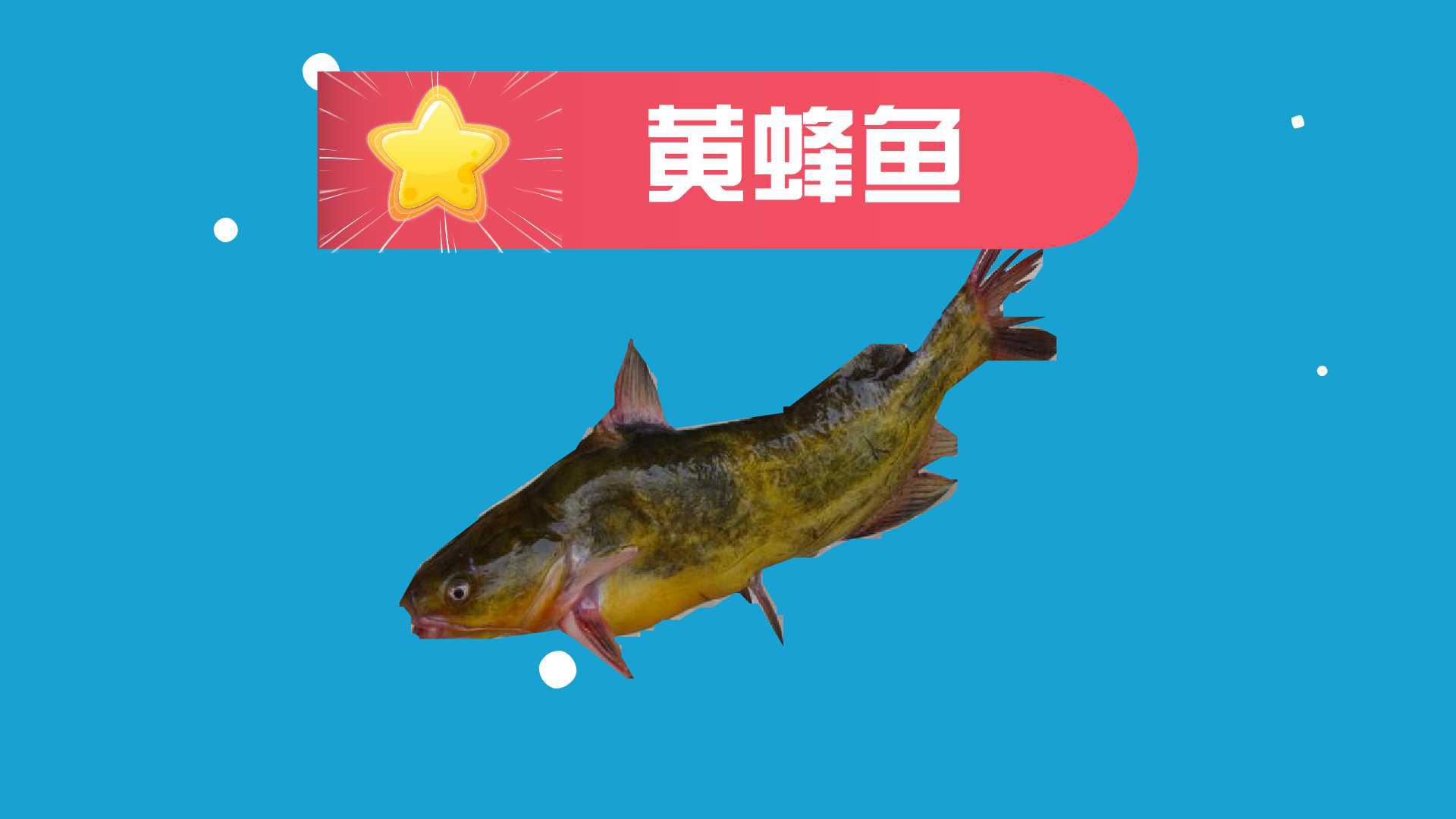 黄蜂鱼:小型淡水鱼类