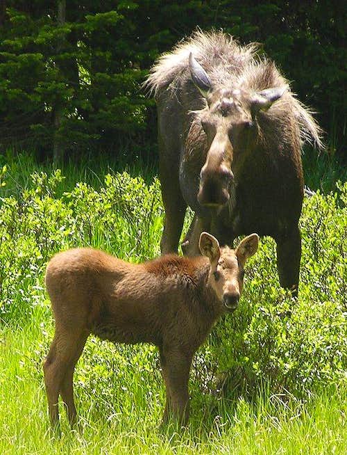  i>alces alces shirasi /i>):是鹿科,驼鹿属动物驼鹿的亚种