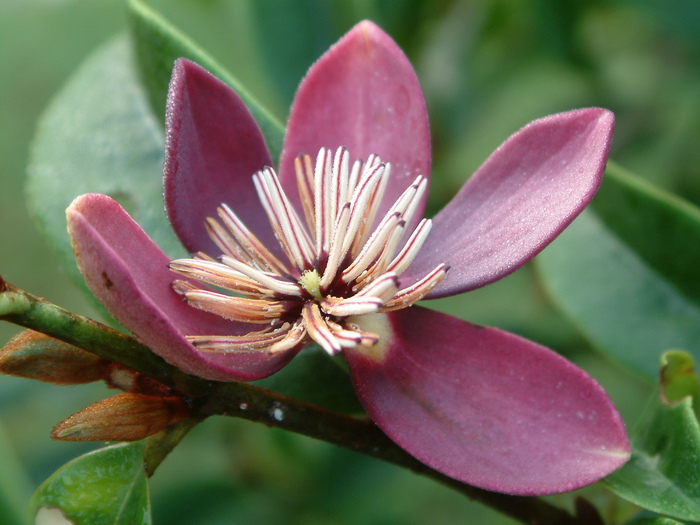 紫花含笑龙南无性系6