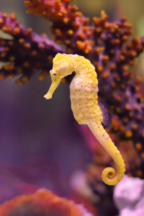 海马是一种很特别的动物,它属于鱼类,却长得