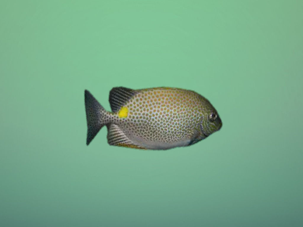 口略突出.体淡蓝绿色,特征是密布橘黄色圆点,近尾柄处有一黄斑.