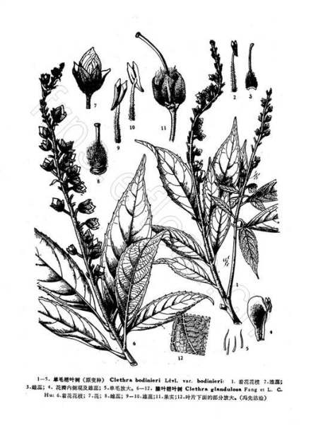 腺叶桤叶树_百度百科