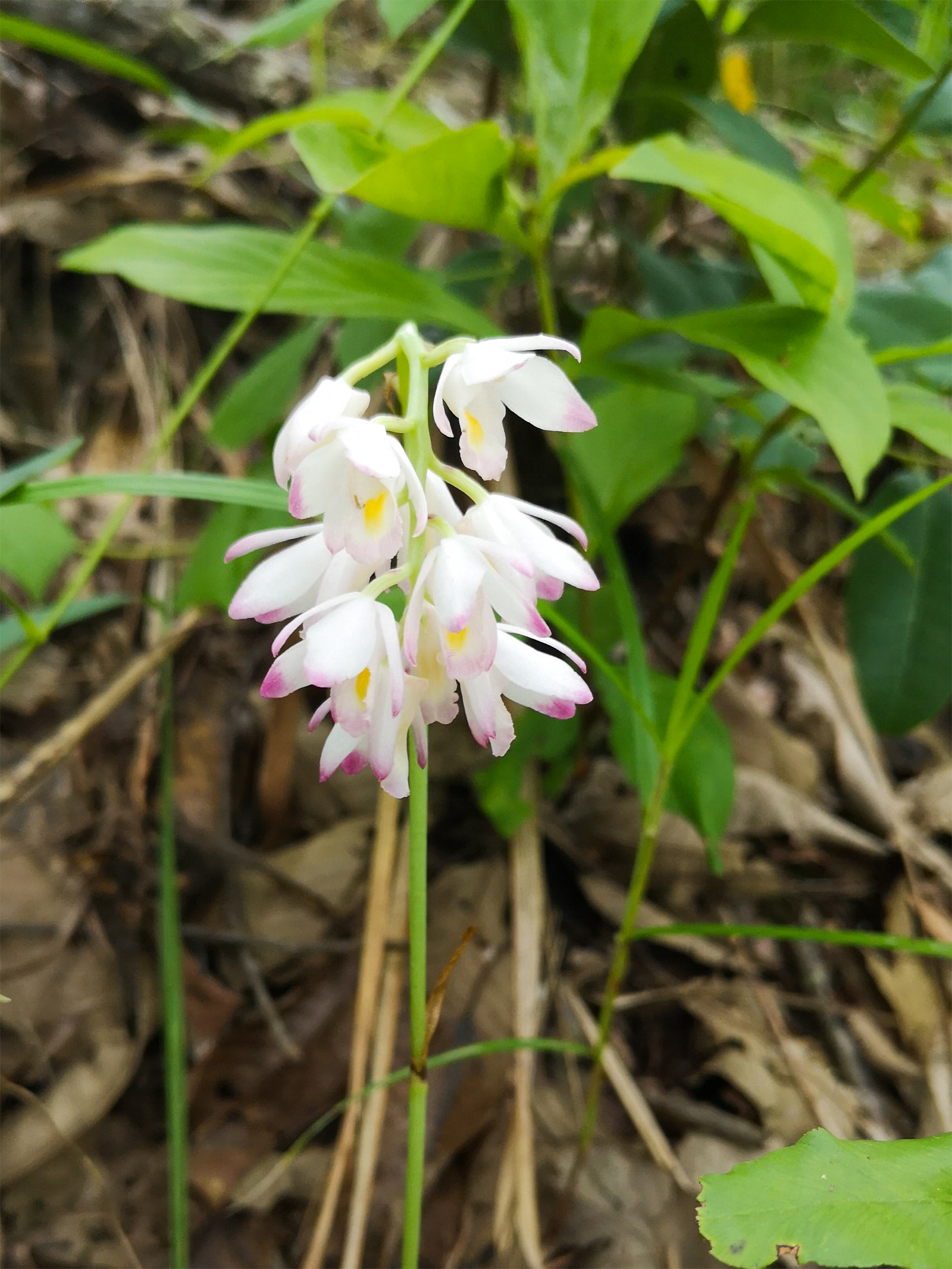  p>贵州地宝兰(学名: i>geodorum eulophioides /i> schltr.