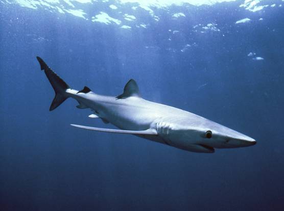  p>大青鲨(学名: i>prionace glauca /i>): a href="#" data-lemmaid=