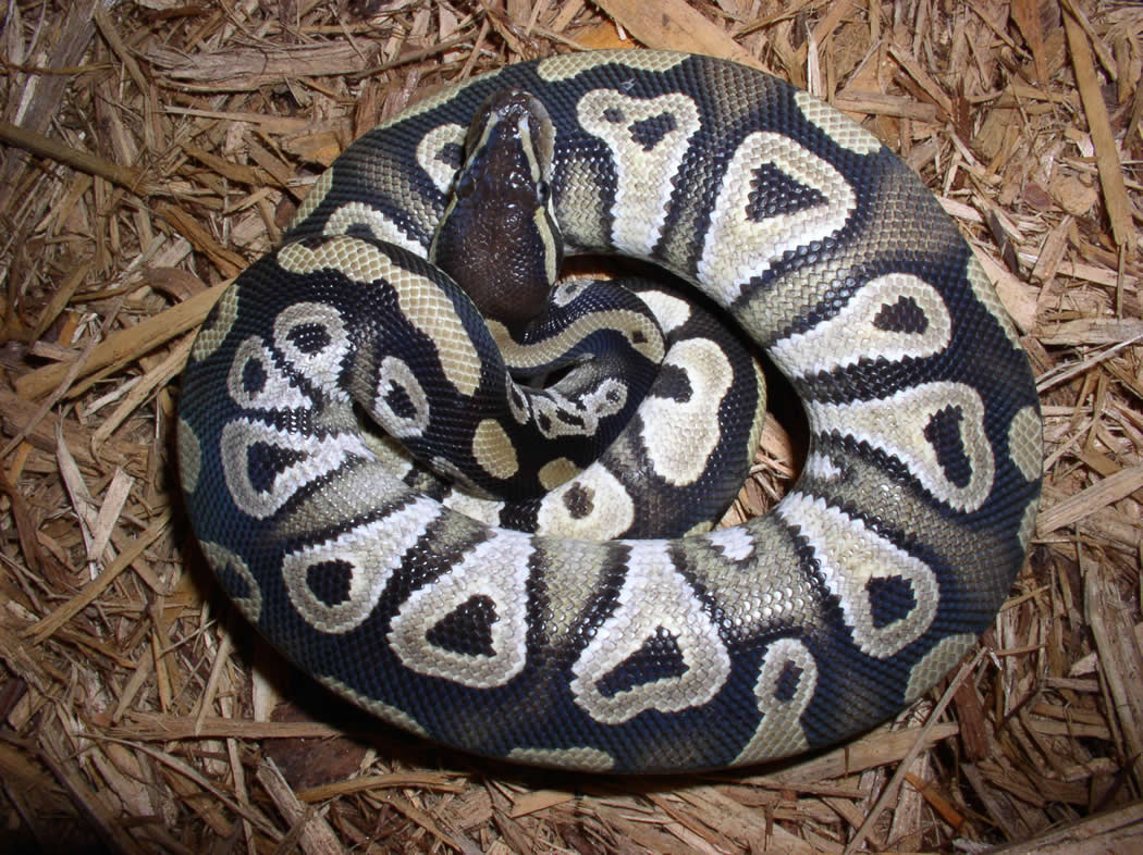 蚺亚科包括蚺和沙蟒,二者有时也