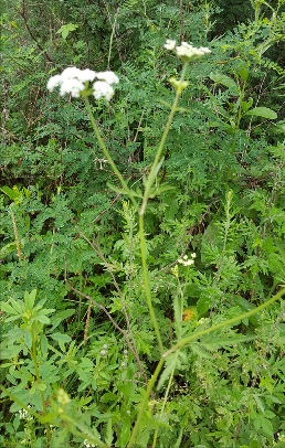 是伞形科,胡萝卜属二年生 a href="#" data-lemmaid="541696">草本 