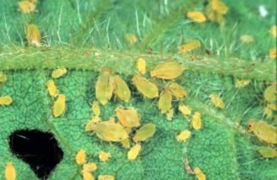  p>属同翅目,蚜科.分布在东北,华北,内蒙古,宁夏,台湾,华南,西南等省.