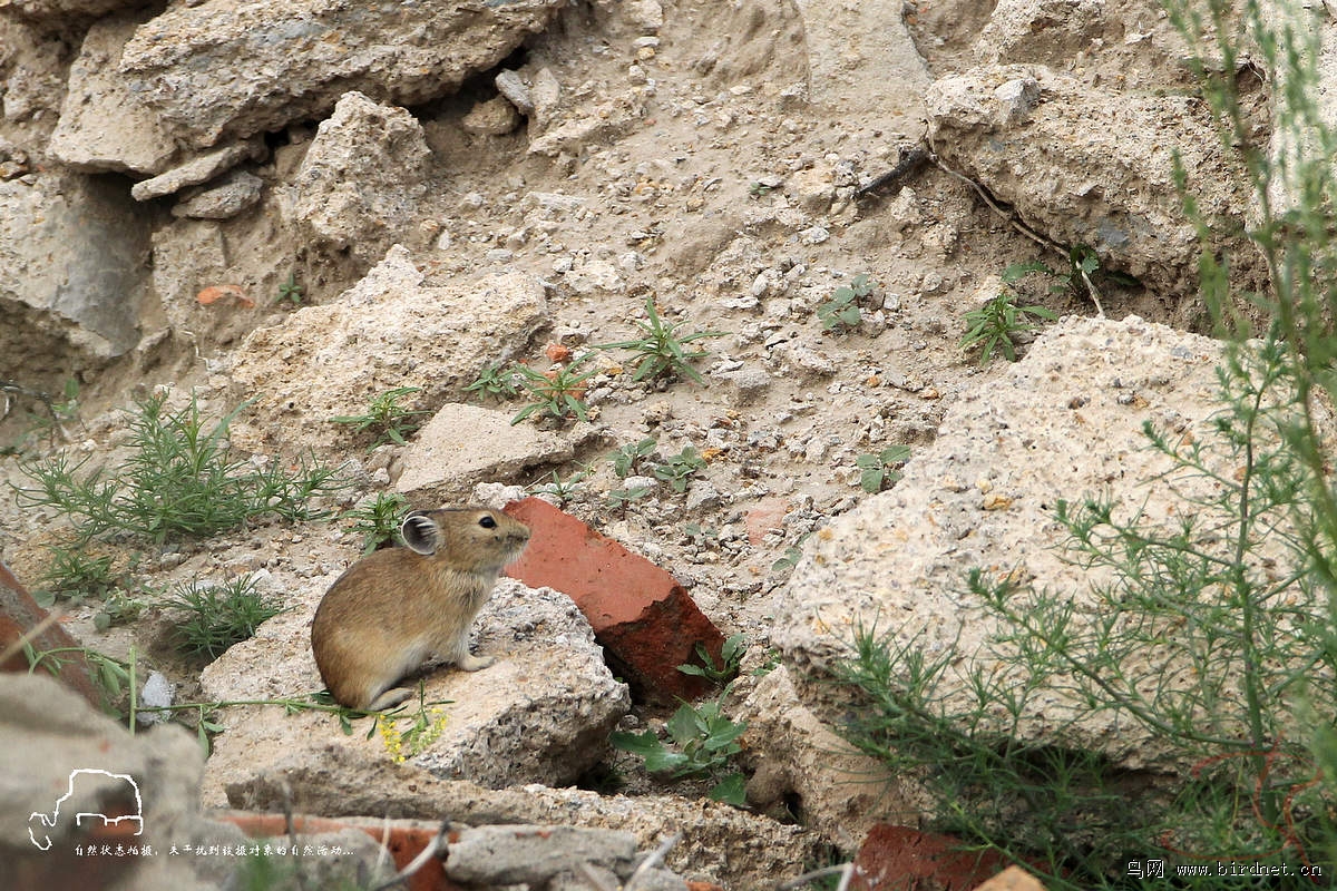  p>达呼尔 a href="#">鼠兔 /a>(ochotonadaurica),是一种小型野生 a