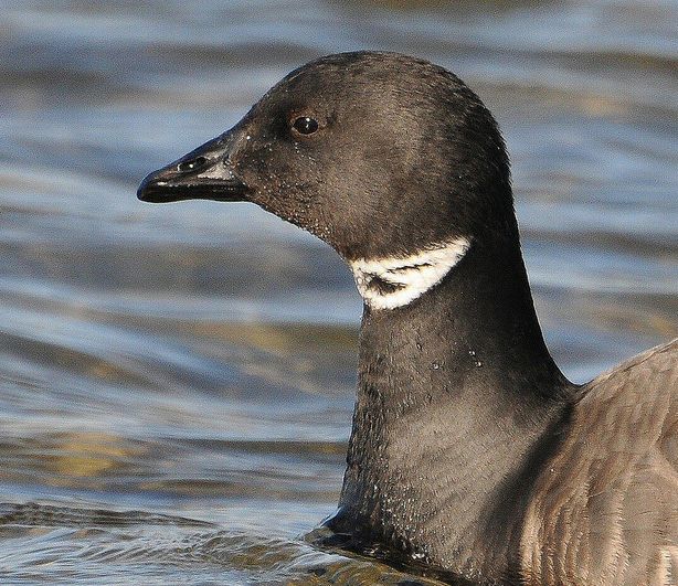  p>黑雁(学名: i>branta bernicla /i>)体长56-61厘米,翼展110-120