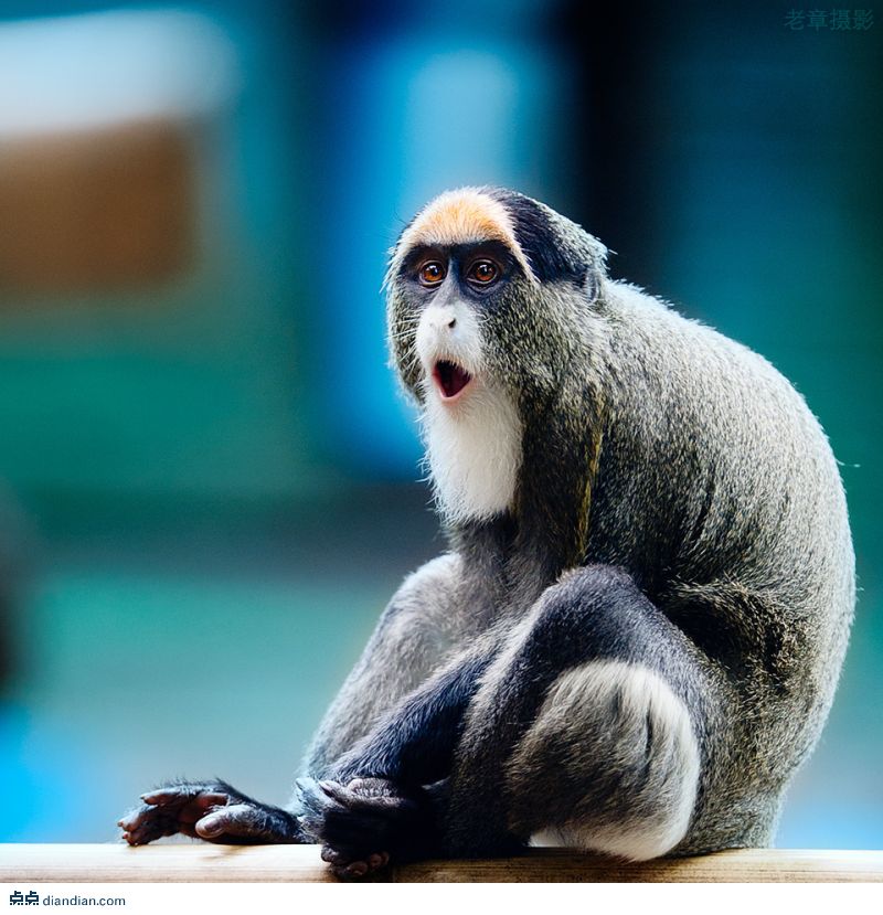 black-cheeked white-nosed monkey