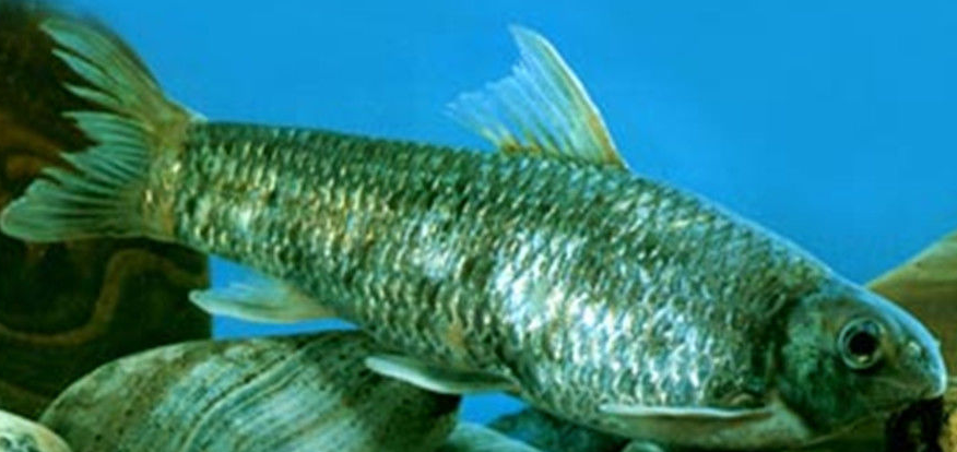  p> a href="#"> /a> /p> p>泉水鱼, i>semilabeo prochilus  /i>