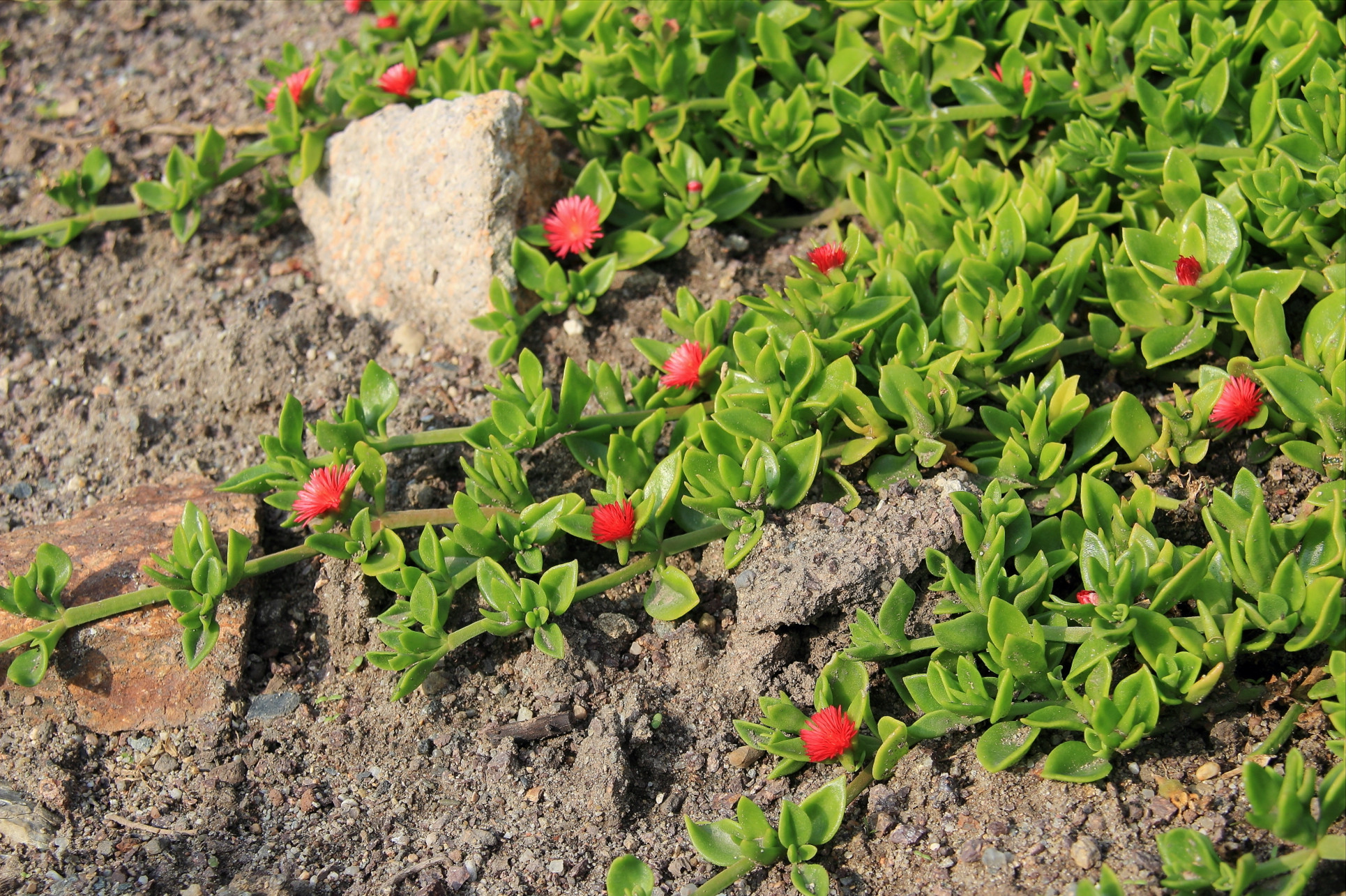 是番杏科,日中花属多年生常绿 a target="_blank" href="/item/草本"