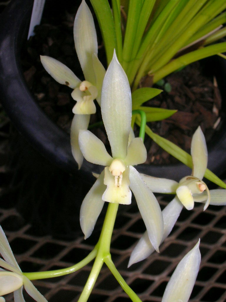 h. hu)是兰科风兰属单子叶植物纲,兰科,万代兰族附生草本植物,小型.