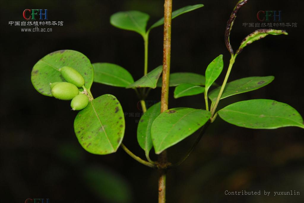  p>链珠藤(学名:alyxia sinensis champ. ex benth.