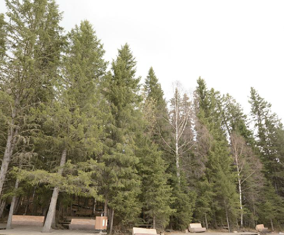  p>新疆冷杉(学名:abies sibirica)又名西伯利亚冷杉,是冷杉属下的一