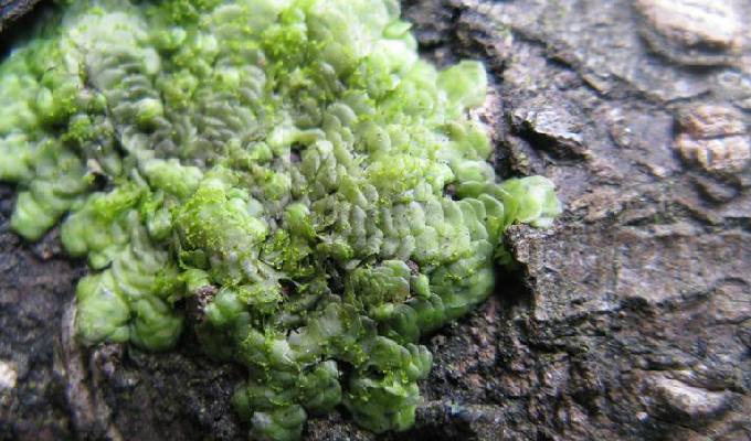  p>耳叶苔属,学名frullaniaceae,苔藓植物门苔纲中的一属.