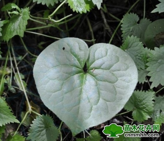  p> b>单叶细辛 /b>(学名: i>asarum himalaicum /i>),为 a href="#">