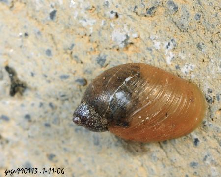 p>台湾锥实蜗牛是一种动物,中小型,壳椭长圆型,壳口宽大,壳端窄小而尖