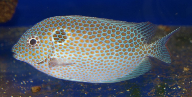  p>斑蓝子鱼,金点蓝子鱼    /p> p>拉丁学名:  siganus punctatus    