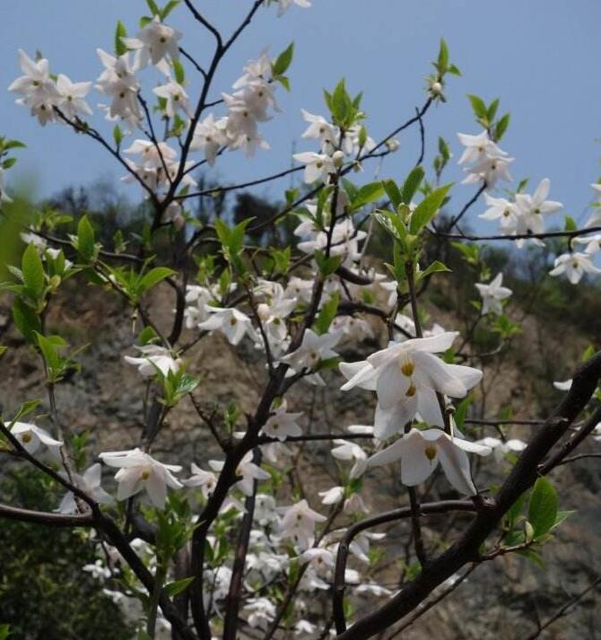  p>陀螺果属(学名:melliodendron hand. -mazz.