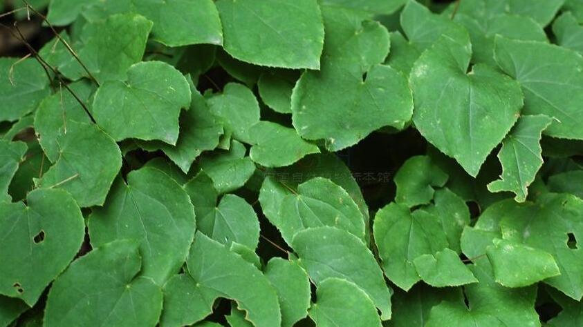  p>宽穗爵床,外文名rostellularia khasiana (c. b. clarke) c. y.