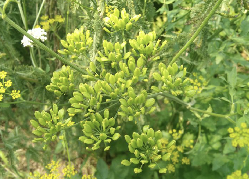  p>欧防风(学名: i>pastinaca sativa /i> l.)是伞形科欧防风属植物.