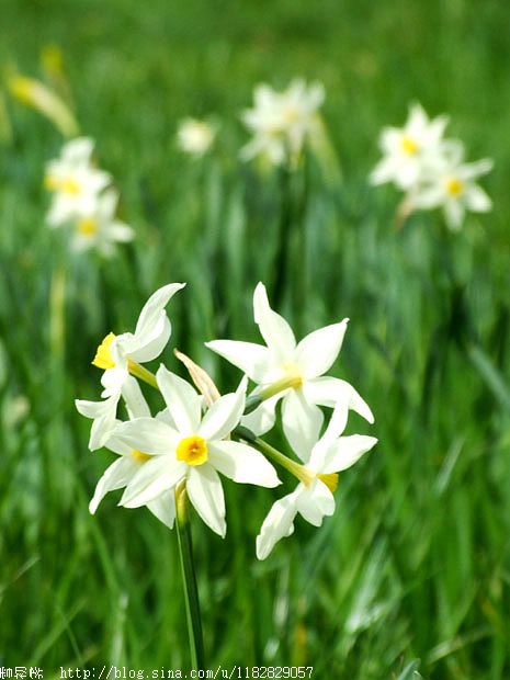 白色野生水仙