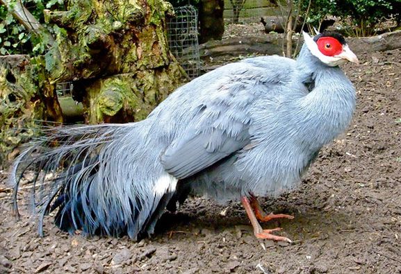  p>蓝马鸡(学名: i>crossoptilon auritum /i>)是珍稀名贵的禽类,羽毛