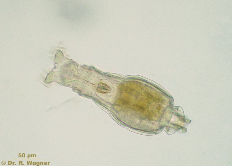 轮虫(假体腔动物)