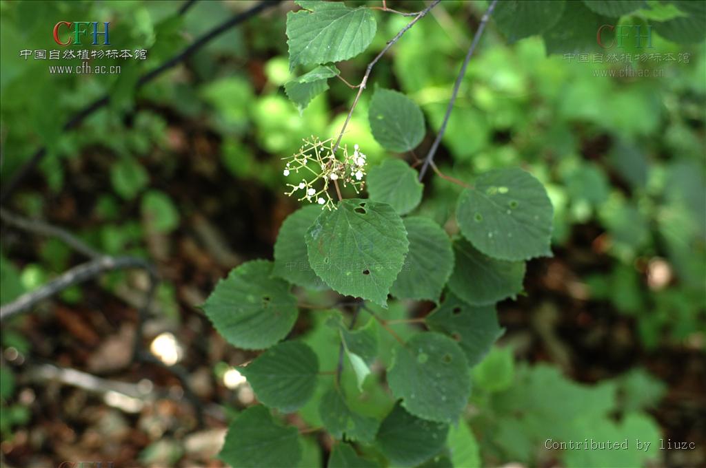 直立,灌木,叶对生,为阔卵形至长椭圆状卵形, a target="_blank" href=