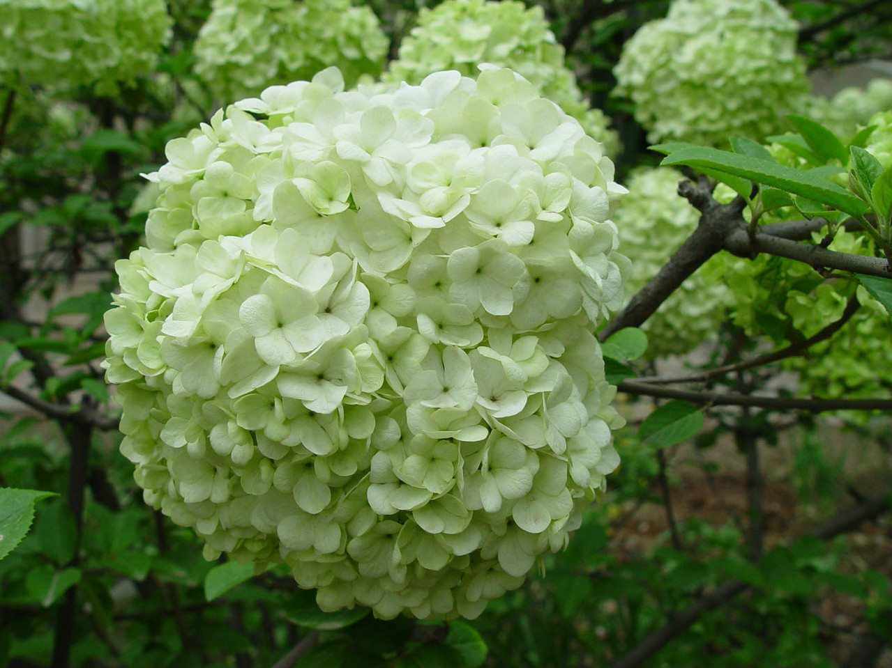 夕雾花(夕雾花的花语和寓意)