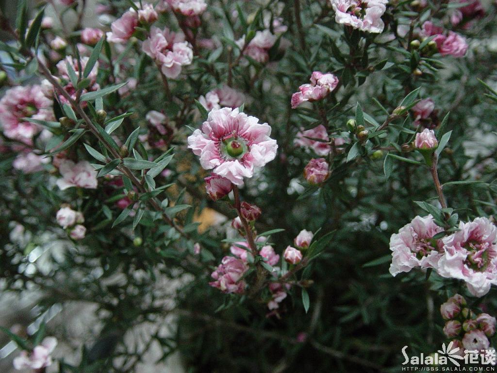  p>红梅是 a href="#" data-lemmaid="17439">梅花 /a>的一种,这种