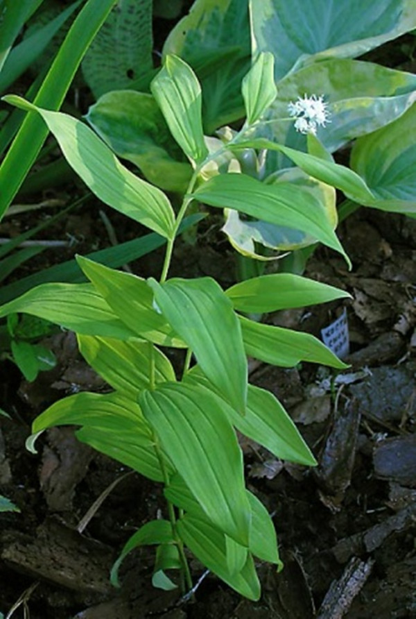  p>三叶鹿药是一种植物,产于黑龙江和吉林,生于海拔400-700米的林下