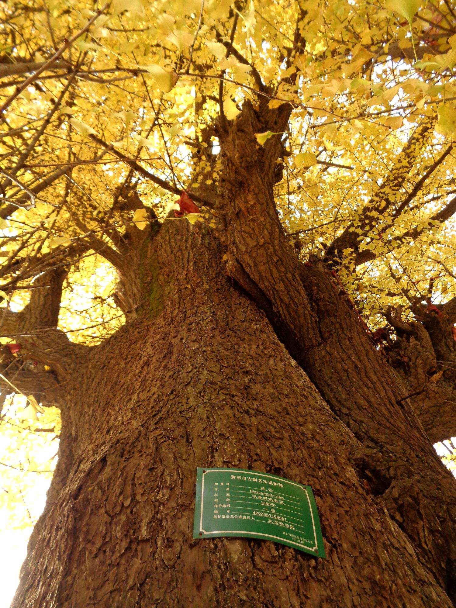 白果树又名银杏树公孙树,曾是仅遗存于我国的珍稀树种之一,素有"活